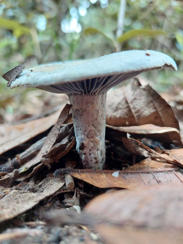 Lactarius indigo · March 2024 · photo: © danielmesa1 (iNaturalist, cc-by)