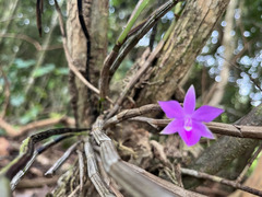 Dimerandra emarginata image