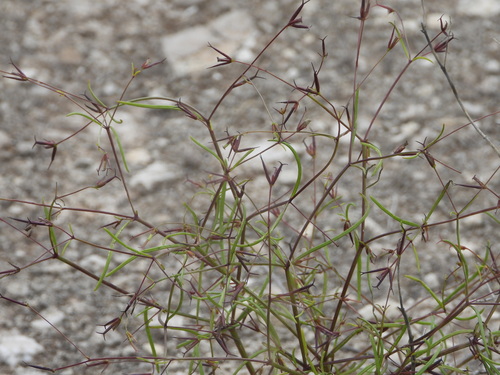 Image of Dicranocarpus parviflorus by (c) Jared Shorma, some rights reserved (CC BY)