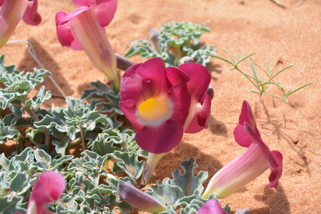 Devil Claws (Genus Harpagophytum) · iNaturalist