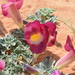 Garra del Diablo Y Parientes - Photo (c) copper, algunos derechos reservados (CC BY-NC), subido por copper