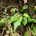 Crepidium matsudae - Photo (c) fagushayata, algunos derechos reservados (CC BY-SA), subido por fagushayata