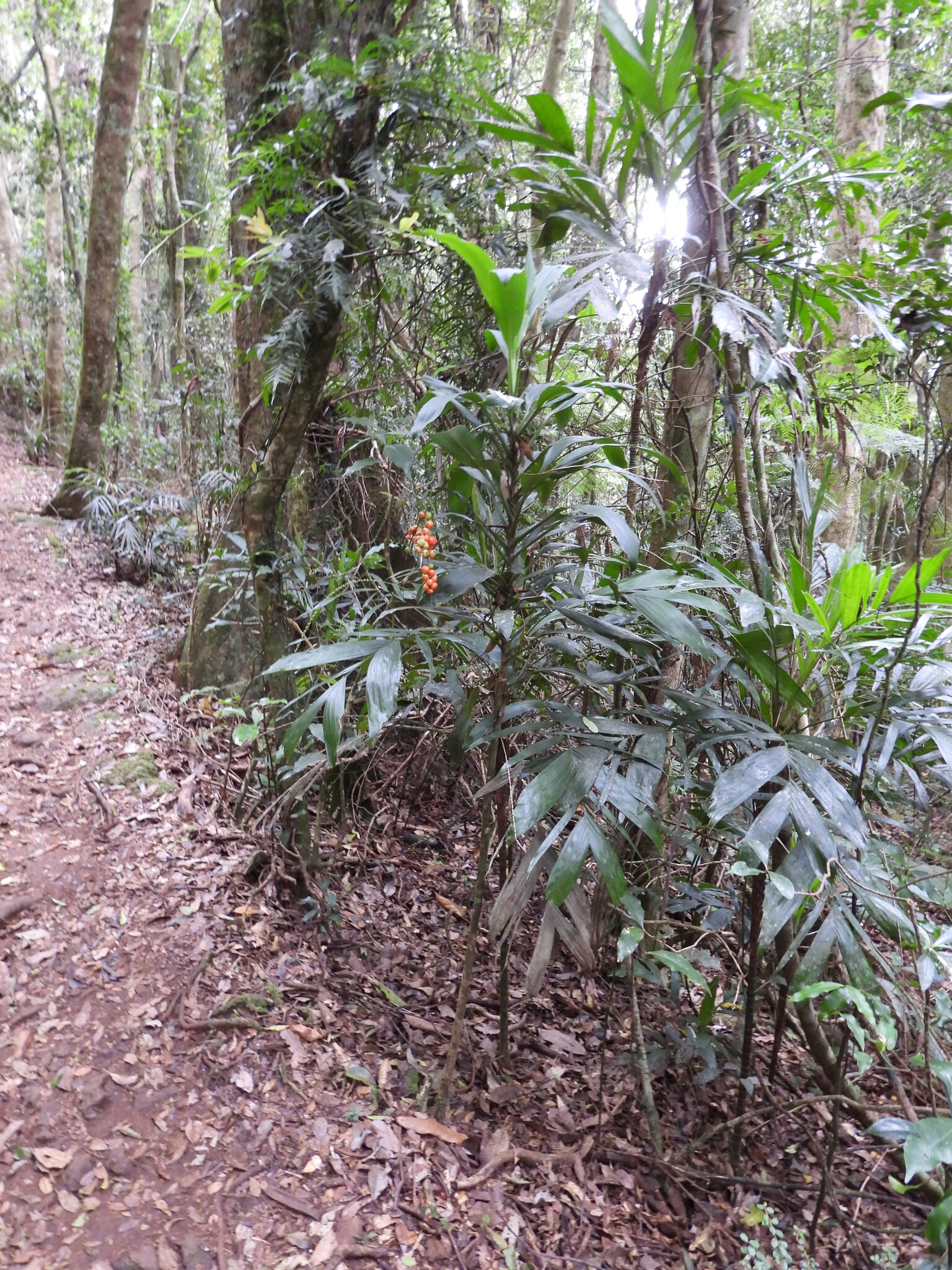 Imagem de Dracena