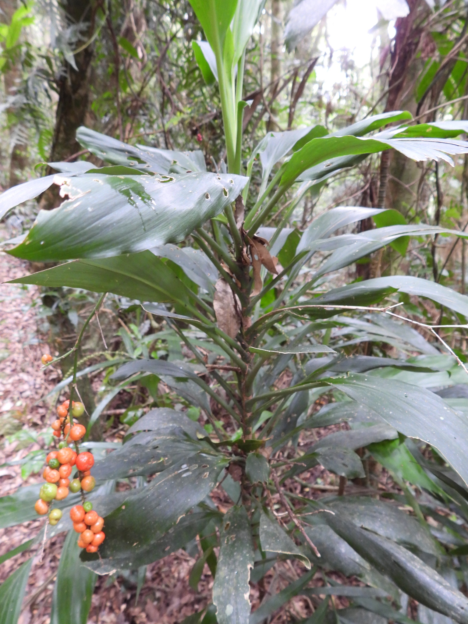 Imagem de Dracena
