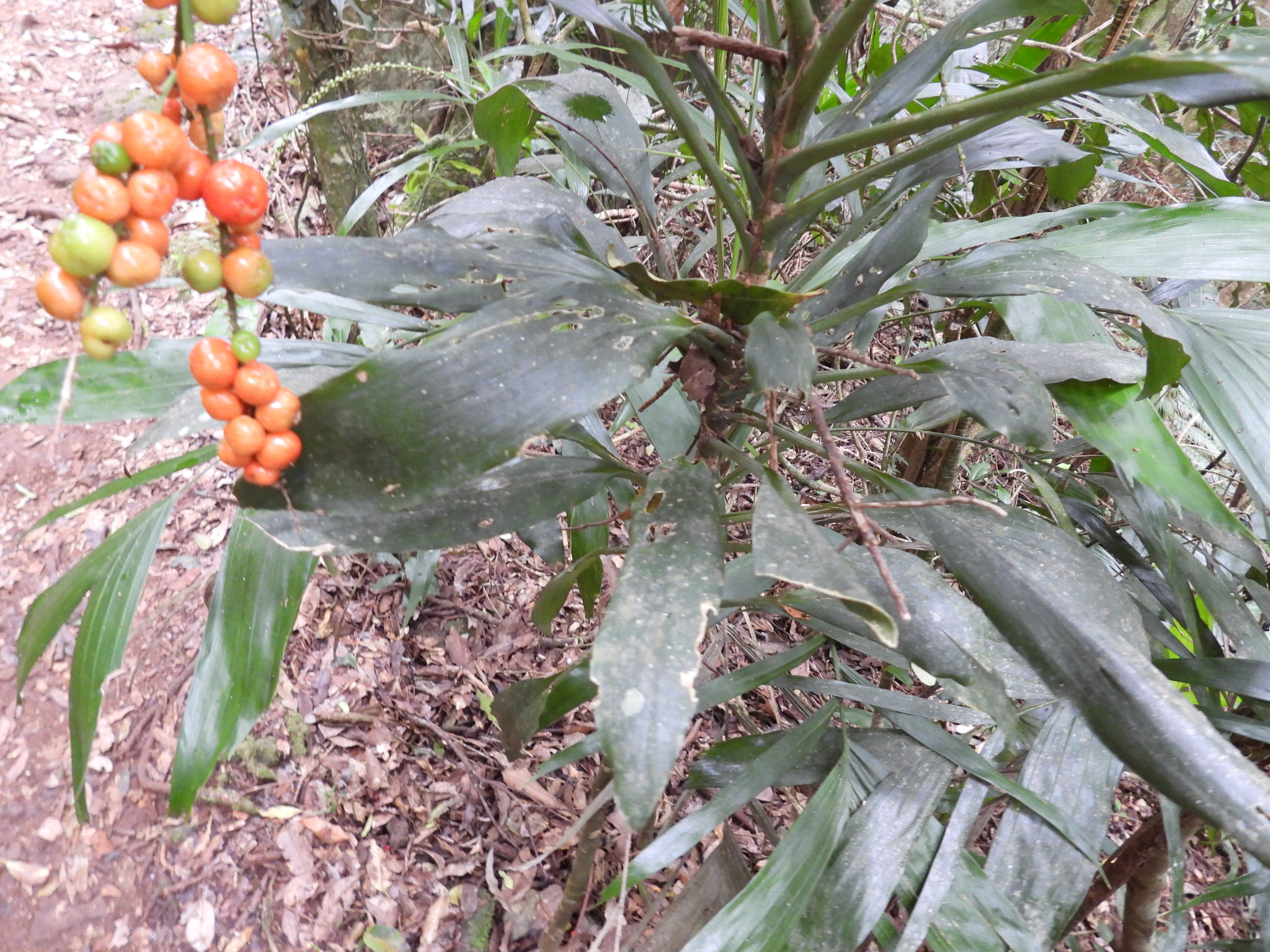 Imagem de Dracena