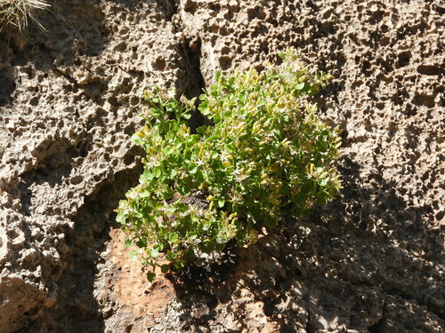 Image of Laphamia quinqueflora by (c) Jared Shorma, some rights reserved (CC BY)