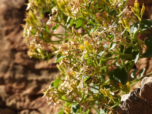 Image of Laphamia quinqueflora by (c) Jared Shorma, some rights reserved (CC BY)