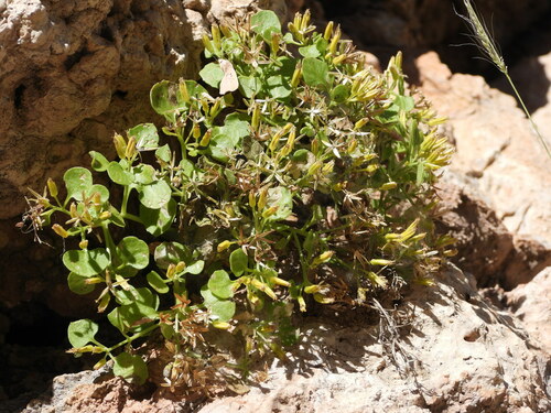 Image of Laphamia quinqueflora by (c) Jared Shorma, some rights reserved (CC BY)