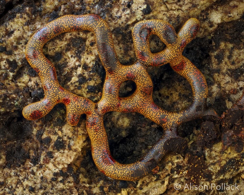 Willkommlangea reticulata