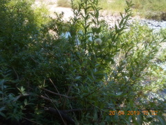 Cephalanthus salicifolius