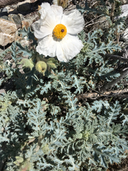 Argemone munita