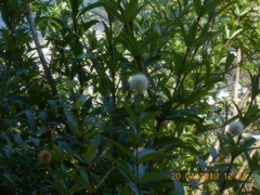 Cephalanthus salicifolius