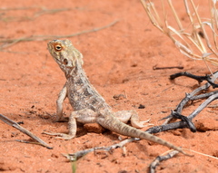 Agama aculeata