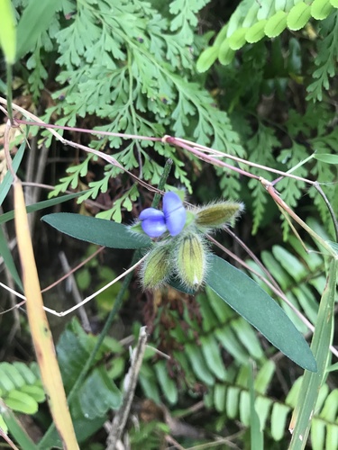 Crotalaria sessiliflora, photograph 5