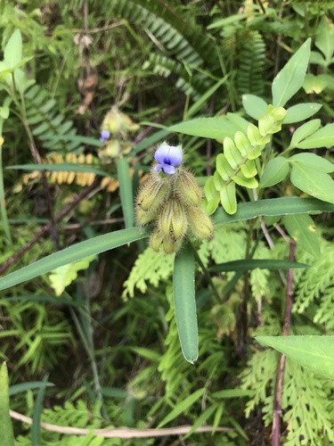 Image of Crotalaria sessiliflora by no rights reserved