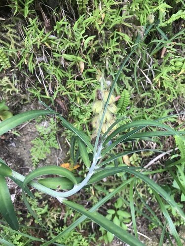 Crotalaria sessiliflora, photograph 4