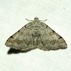 Digrammia ocellinata