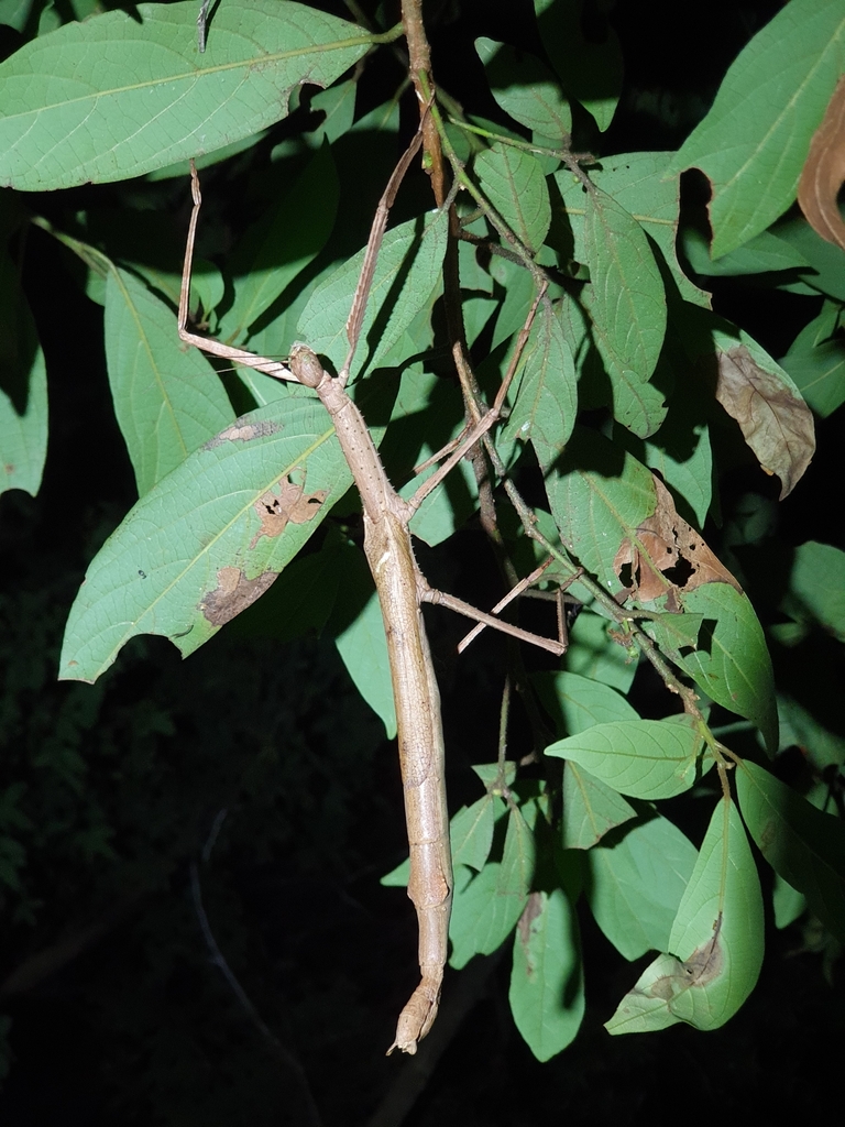 Acrophylla cookorum from Springbrook QLD 4213, Australia on March 9 ...