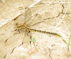 Phanogomphus militaris