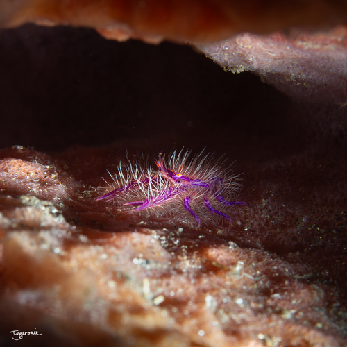 Photo of Hairy squat lobster (Lauriea siagiani)