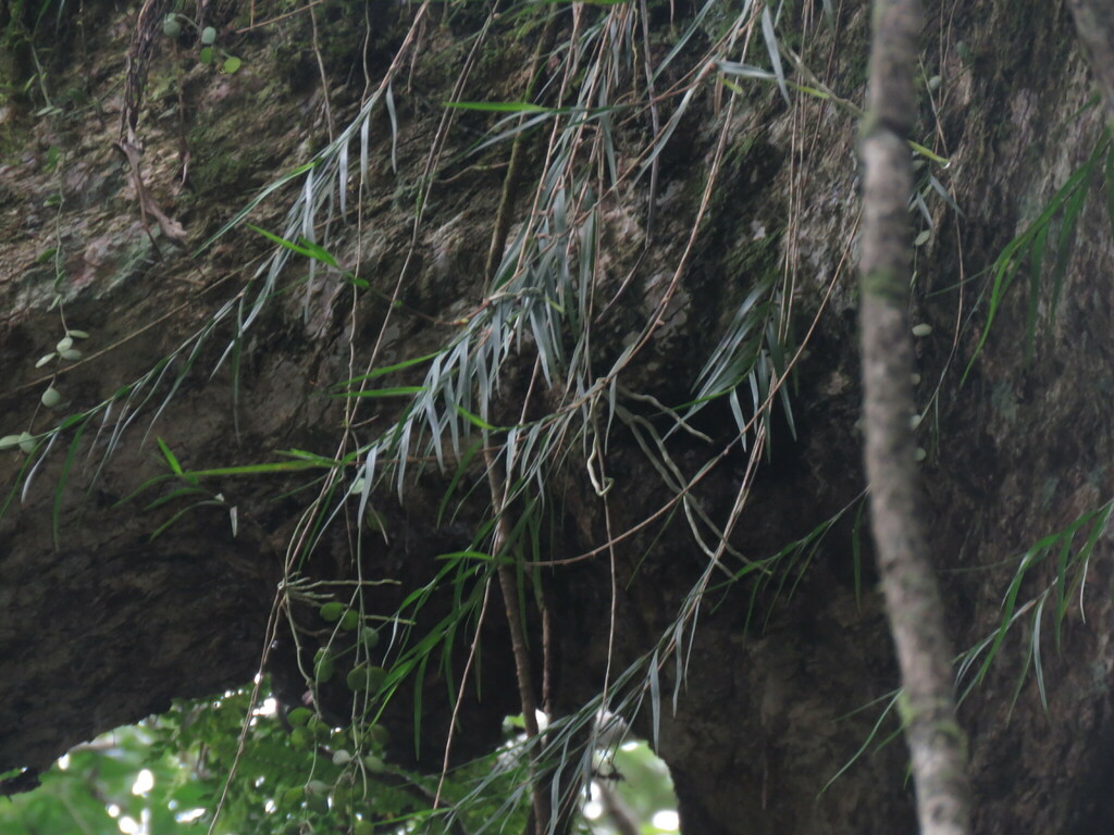 Dendrobium furcatopedicellatum Hayata