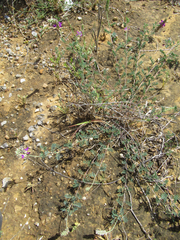 Dalea pogonathera walkerae