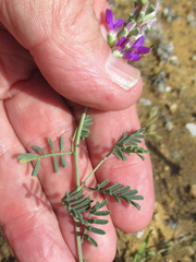 Dalea pogonathera walkerae
