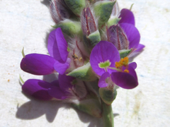 Dalea pogonathera walkerae