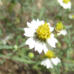 Melampodium cinereum
