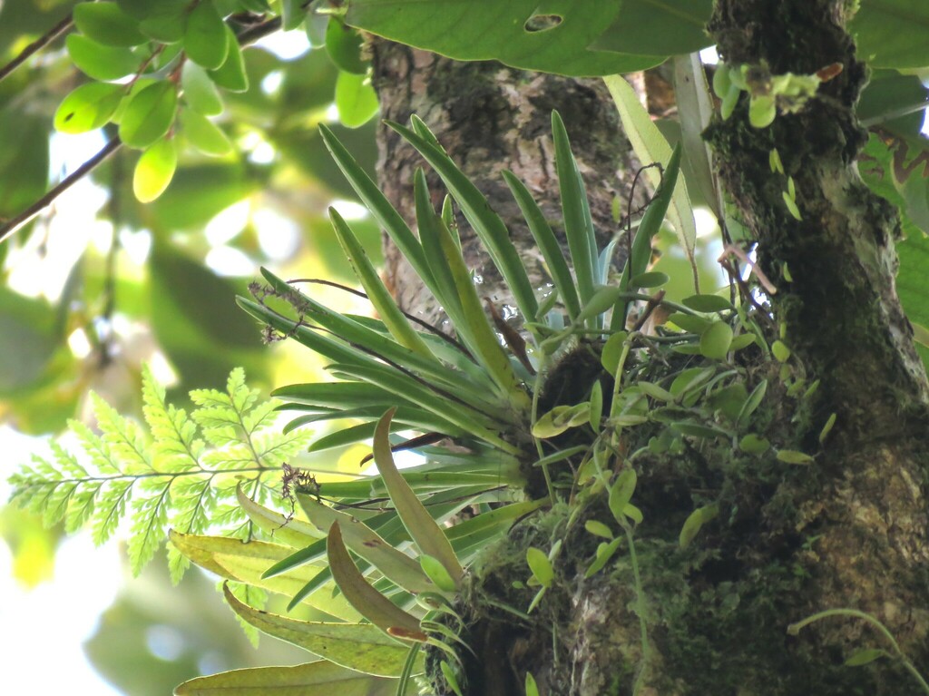 Phreatia formosana