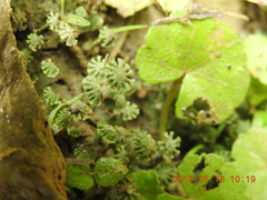 Marchantia emarginata