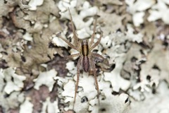 Pardosa distincta