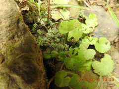 Marchantia emarginata