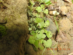 Marchantia emarginata
