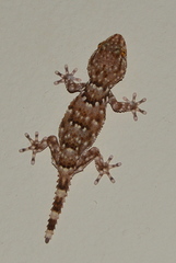 Chondrodactylus