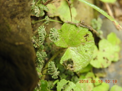 Marchantia emarginata
