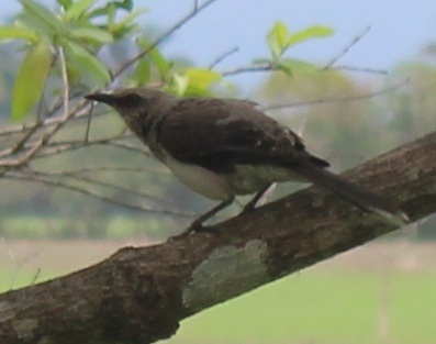 Venezuelan Tropical Mockingbird