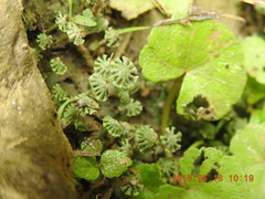 Marchantia emarginata