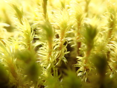 Racomitrium varium