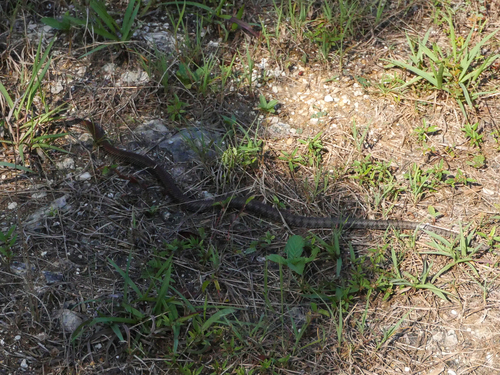 Grand Cayman Racer