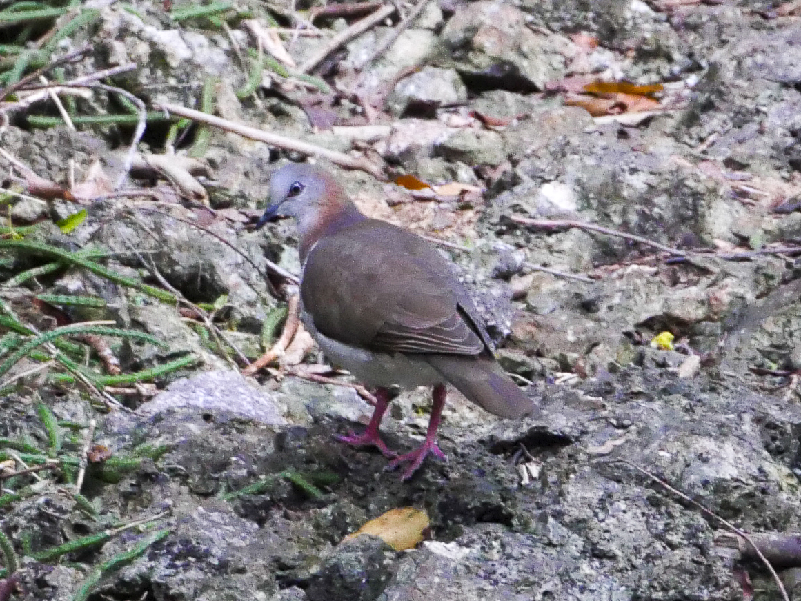 Caribbean Dove (Leptotila jamaicensis), photo 7