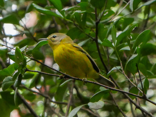 Vitelline Warbler (Setophaga vitellina), photo 7