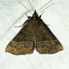 Hypena deceptalis