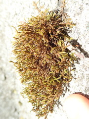 Schistidium apocarpum