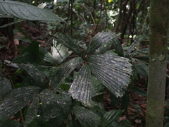 Image of Reinhardtia gracilis