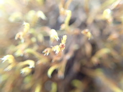 Schistidium apocarpum