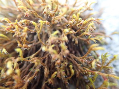 Schistidium apocarpum