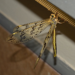 Palparini
