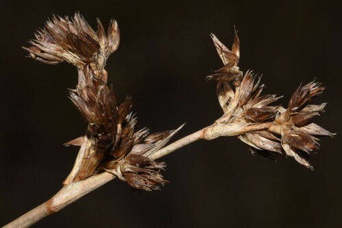 Image of Juncus nevadensis by (c) Gabriel Campbell-Martinez, some rights reserved (CC BY)