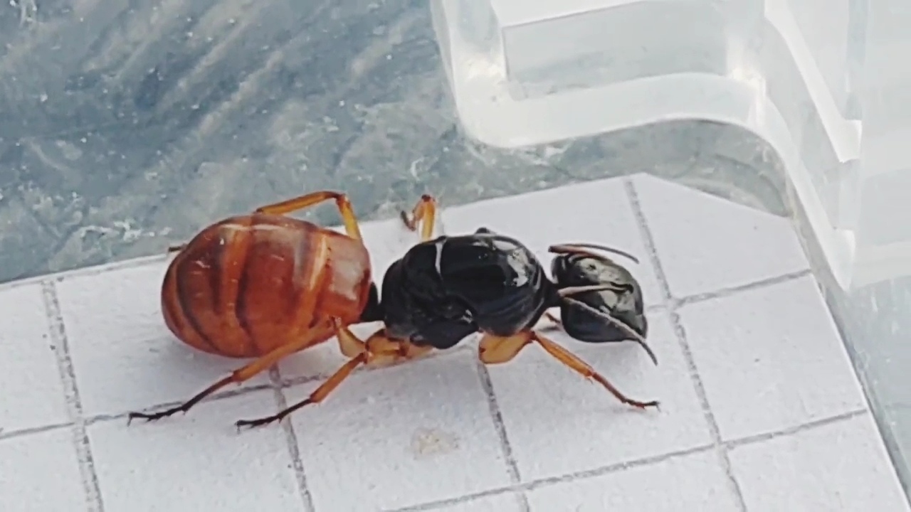 Camponotus stefani